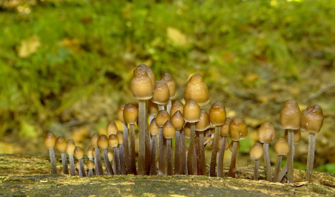 Fraaisteelmycena. Foto: Jeanne Soetens