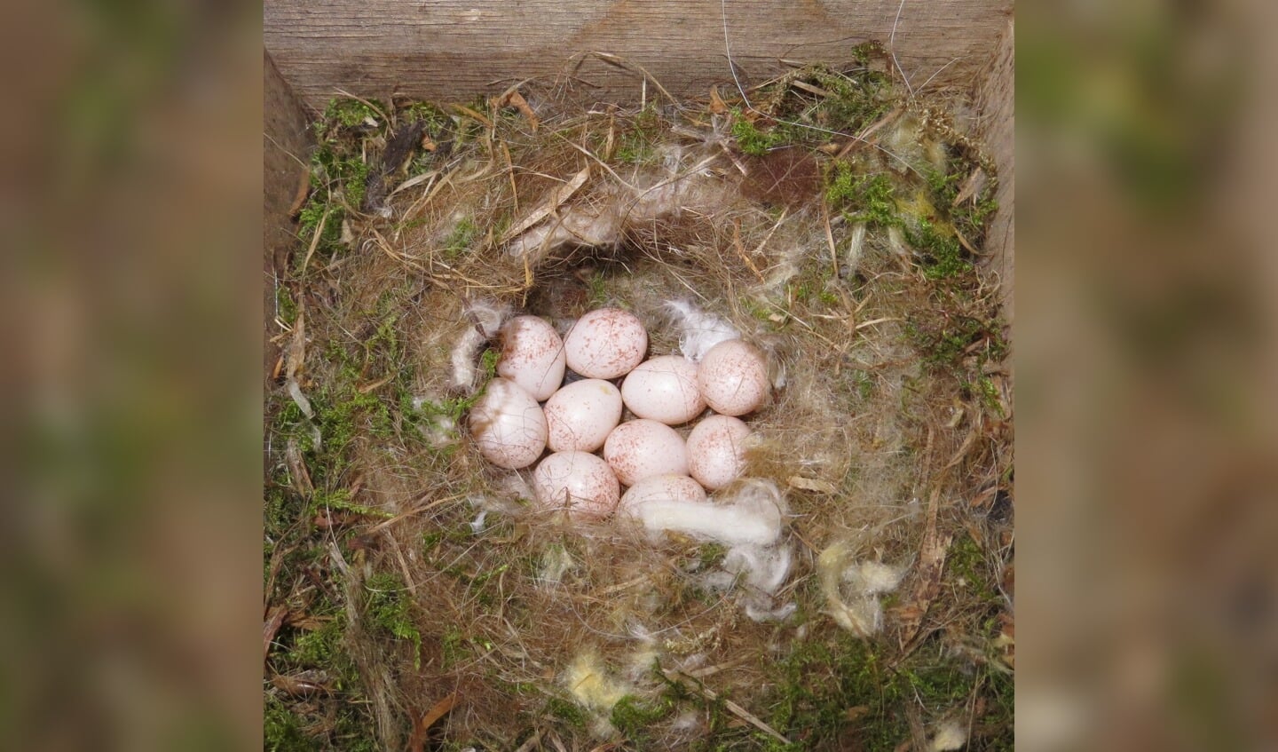 Een nest met eieren