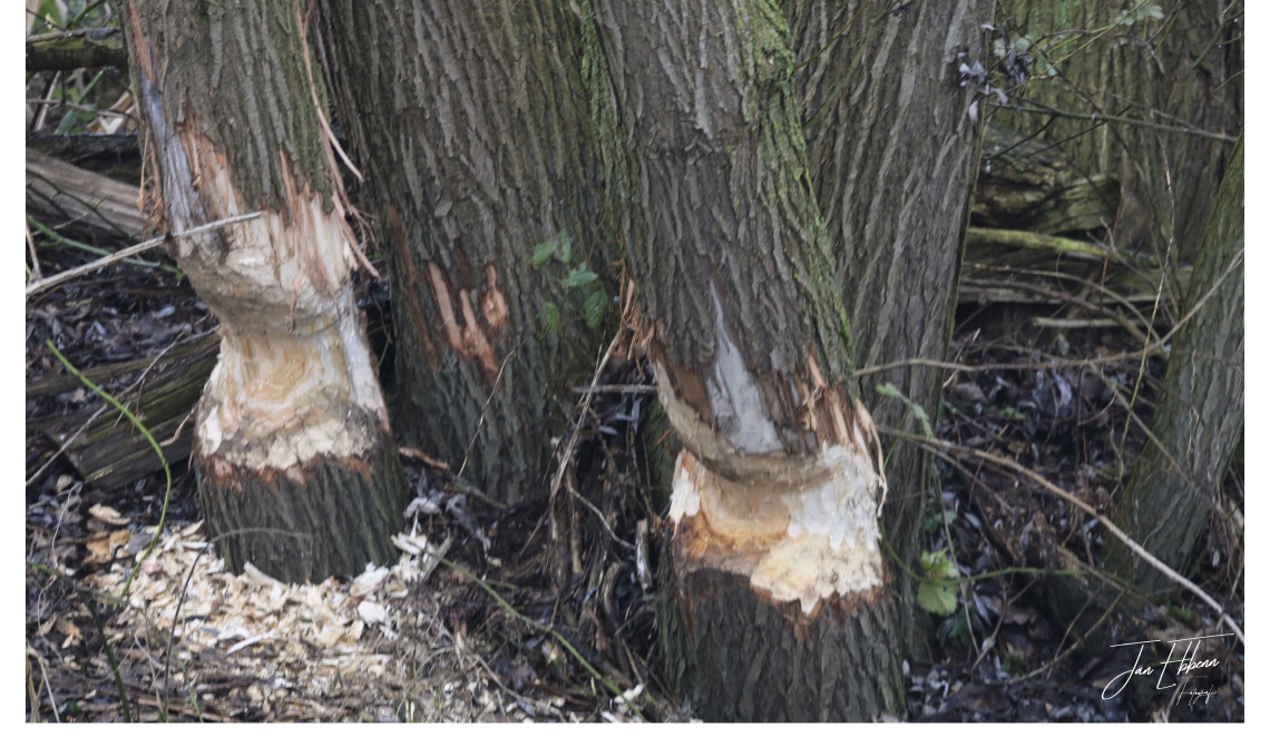 Een duidelijk teken dat de bever in de buurt is.
