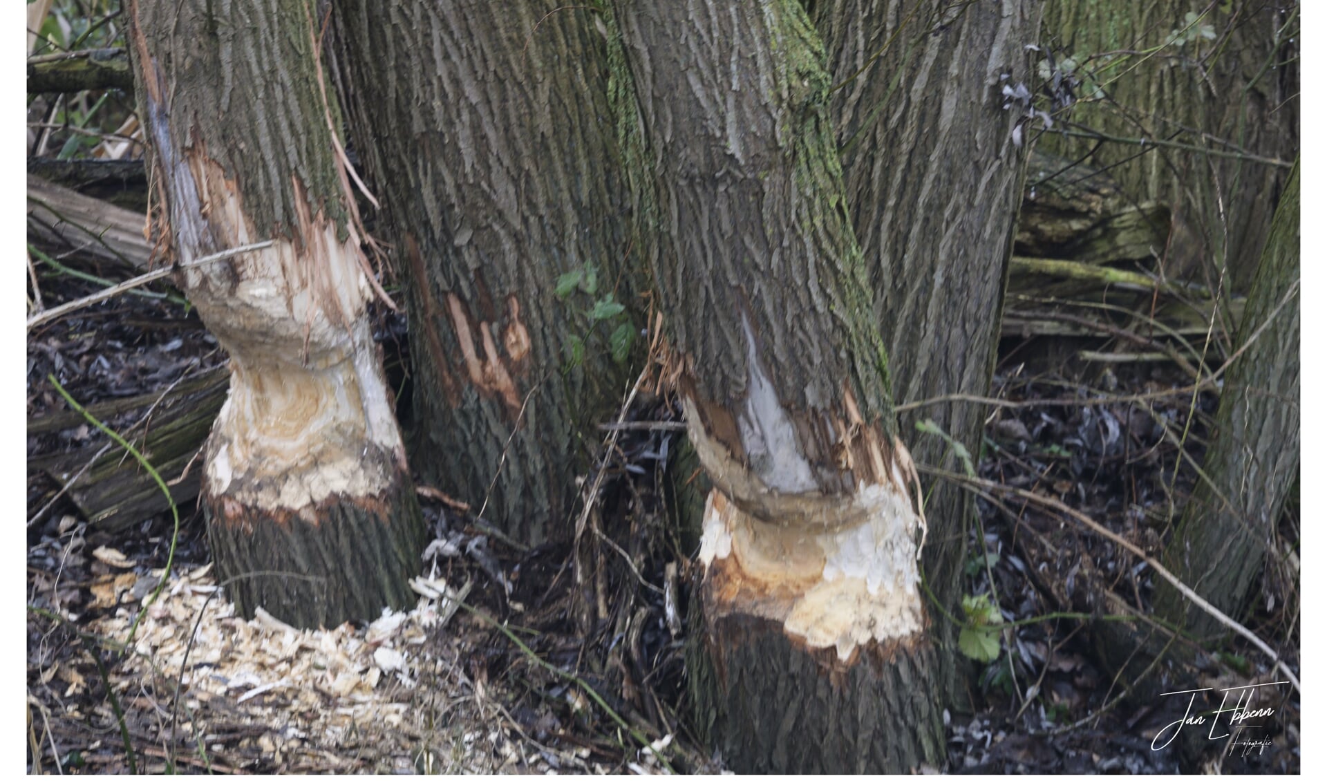 Een duidelijk teken dat de bever in de buurt is.