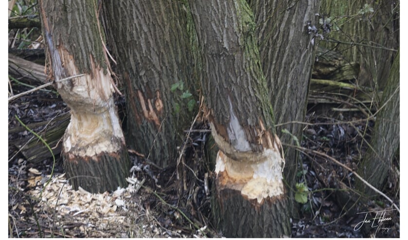 Een duidelijk teken dat de bever in de buurt is. | Fotonummer: 72b390
