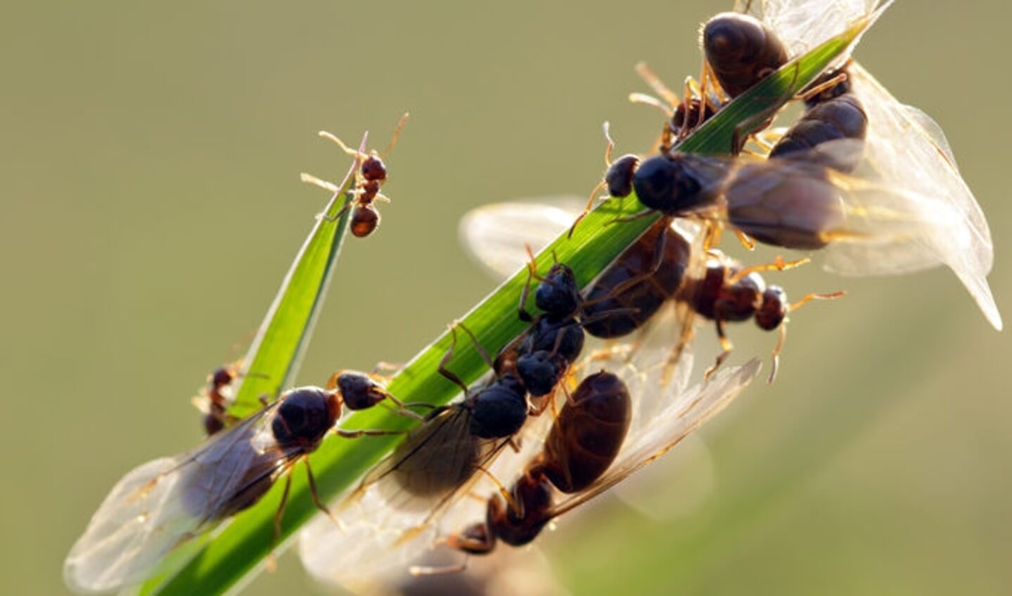 Een groepje vliegende mieren
