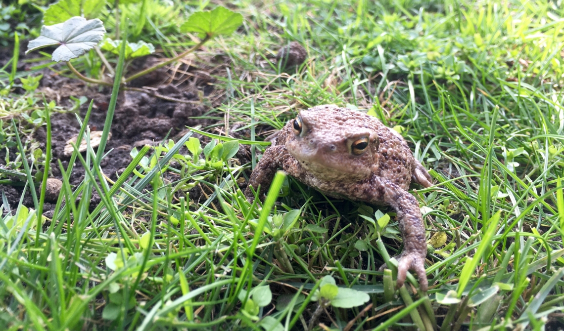 Een pad nabij de Knoptoren.