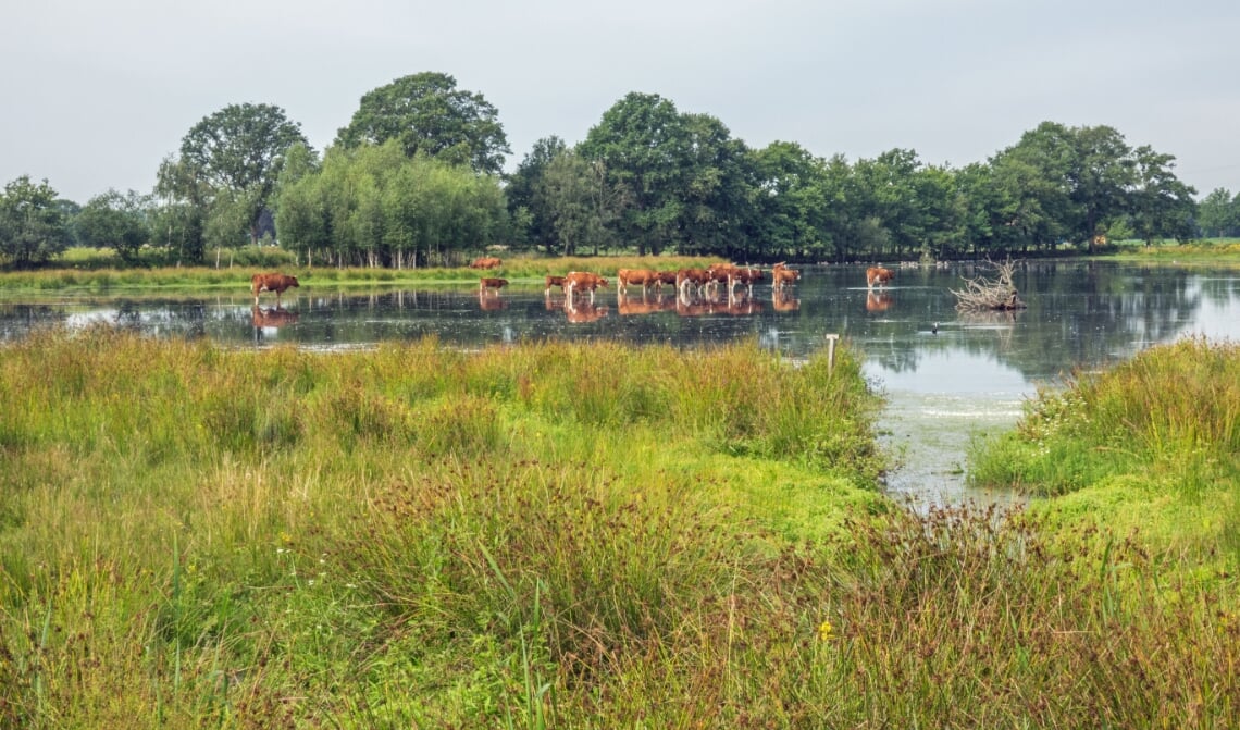 De Mosbulten