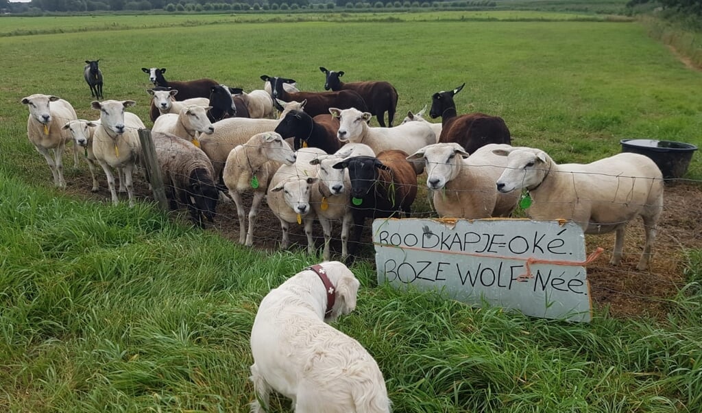 De schapen staan allemaal achter de boodschap.