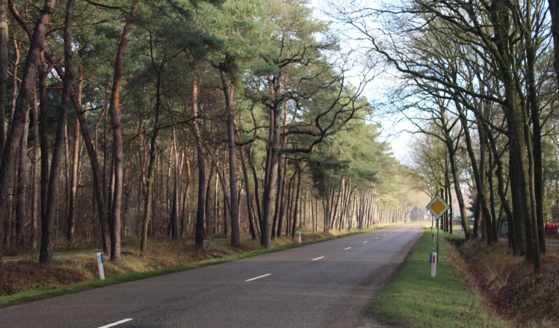 <p>De Lieshoutseweg.</p>
