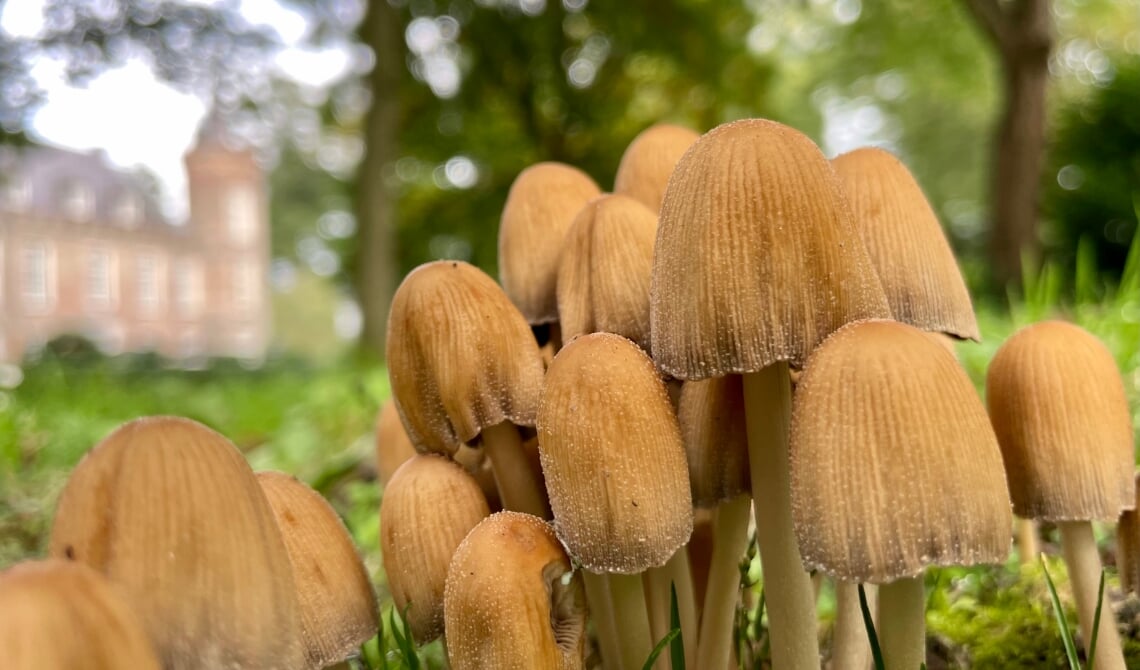 Dit ademt herfst.