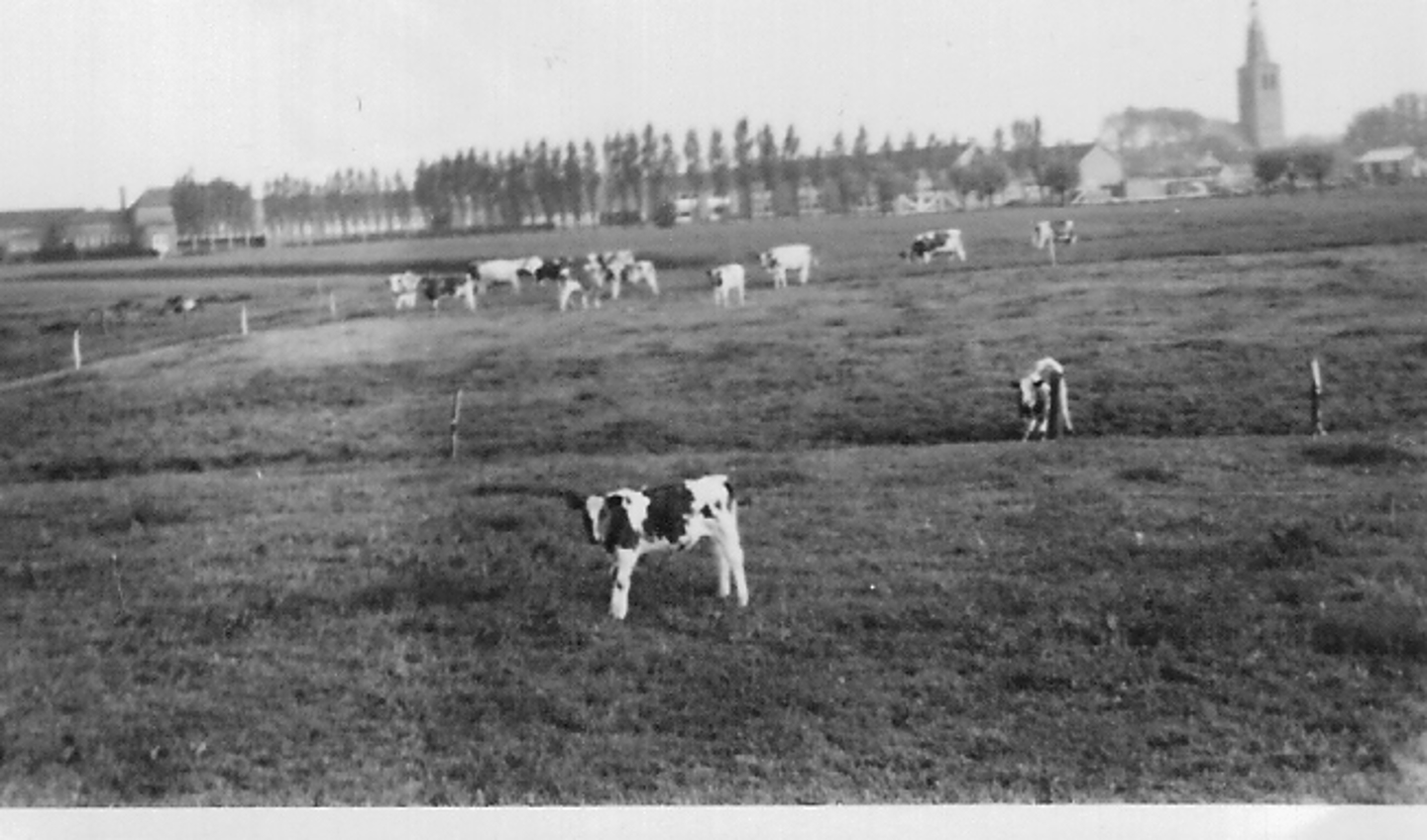 Eerst koeien, later de wijk Eerschot.