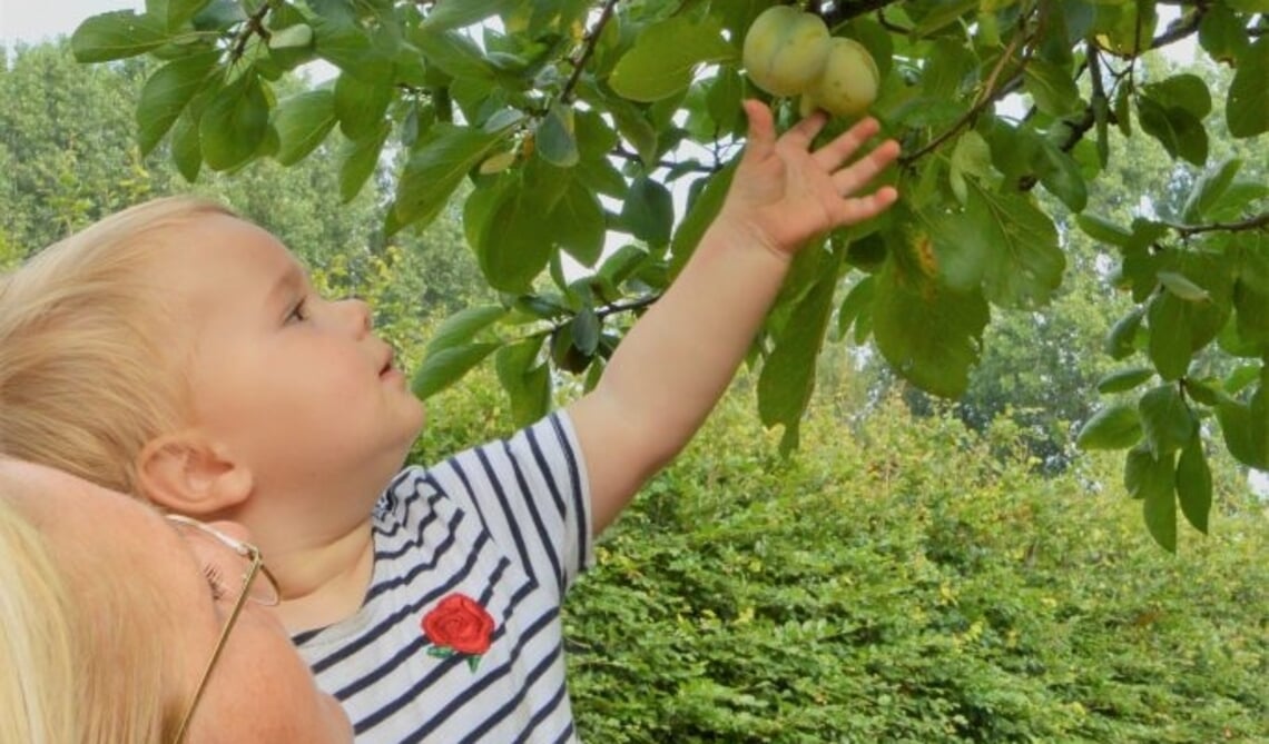 <p>Een sfeerfoto uit de tuin van 't Buitenhuis.</p>