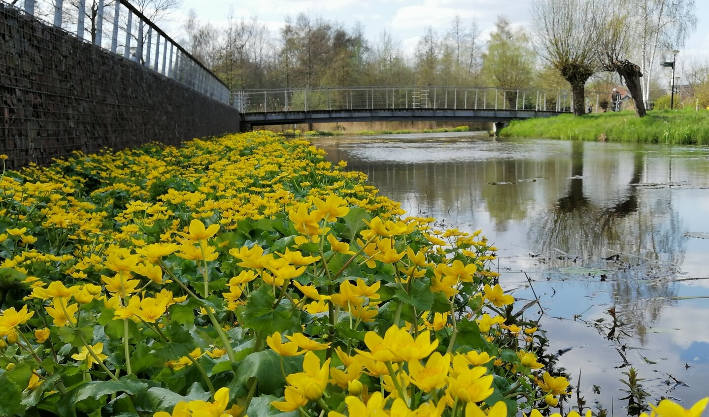 Fleurig gele bloemen langs de waterkant
