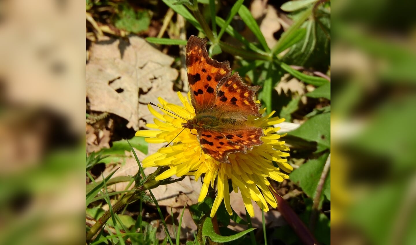 Vlinder op een paardenbloem