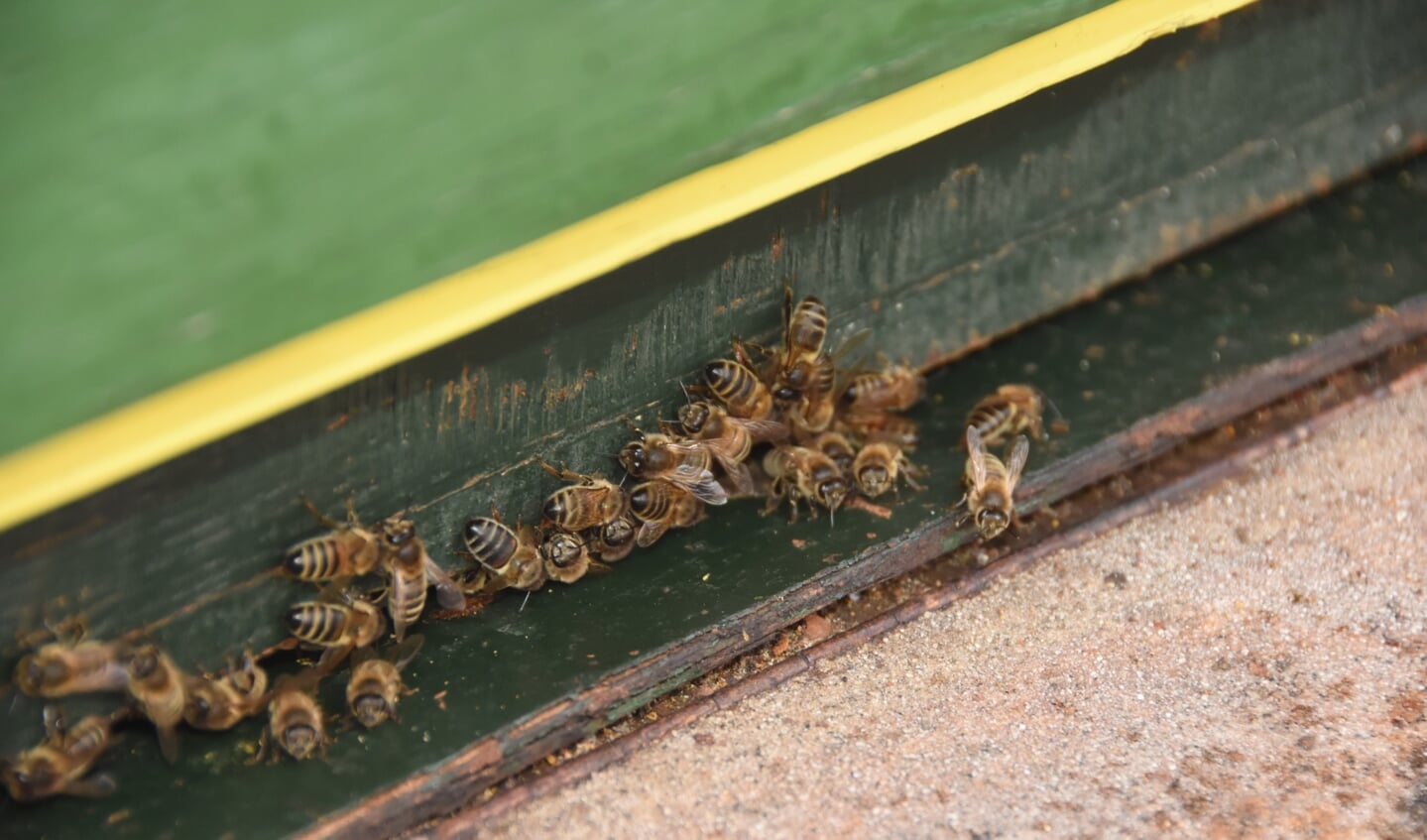 De bijen op de volkstuin