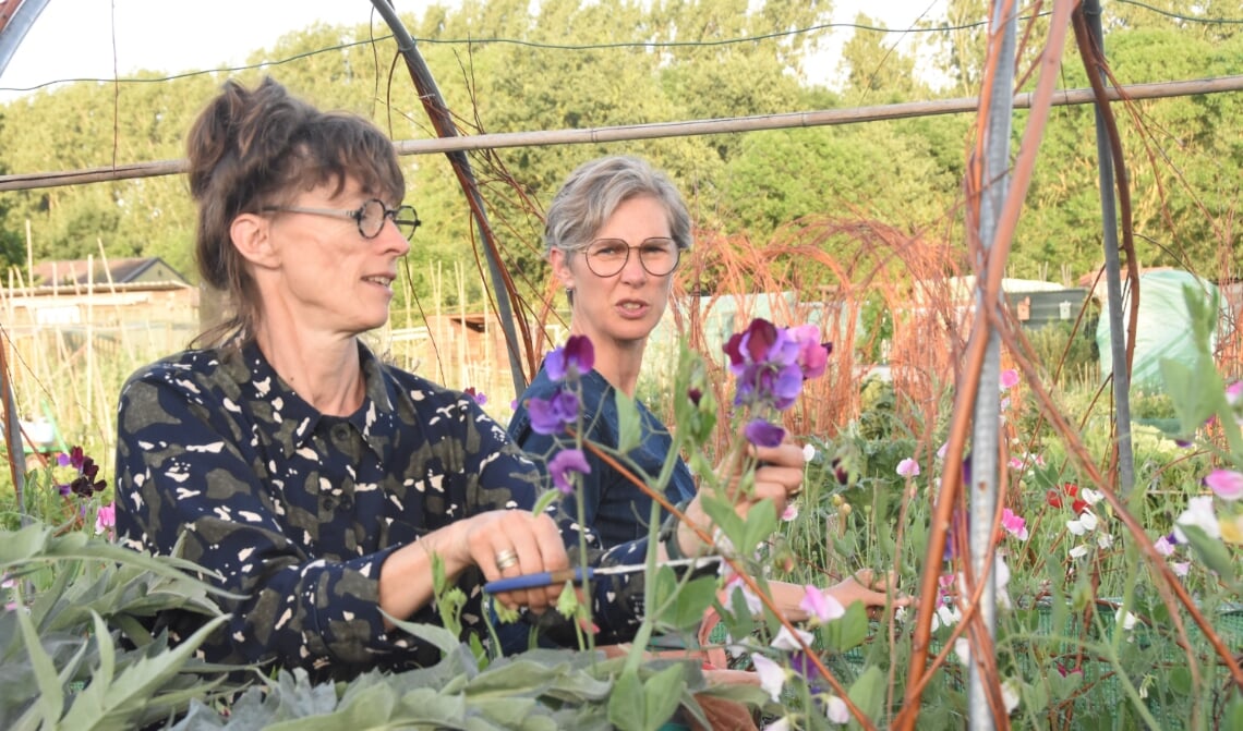 <p>Jacqueline (l) en Jolanda (r) gebruiken hun tuin vooral voor het telen van bloemen</p>