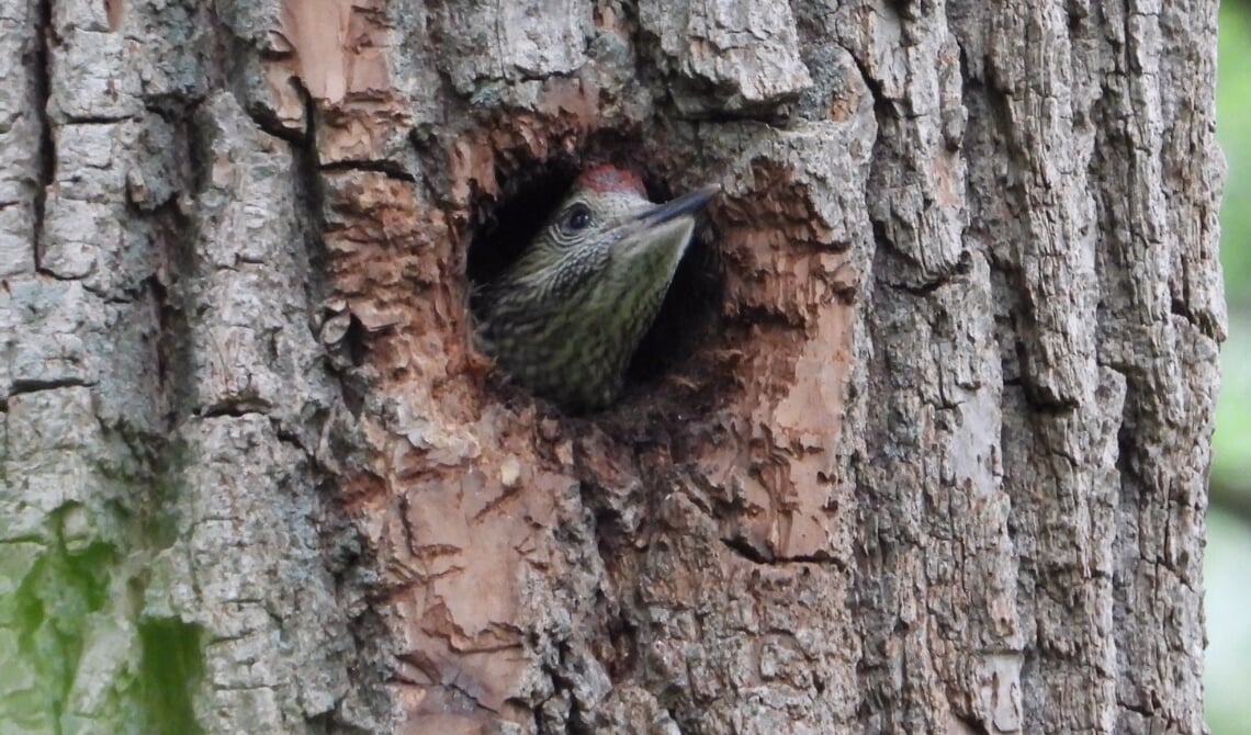 <p>De groene specht hier duidelijk in beeld</p>