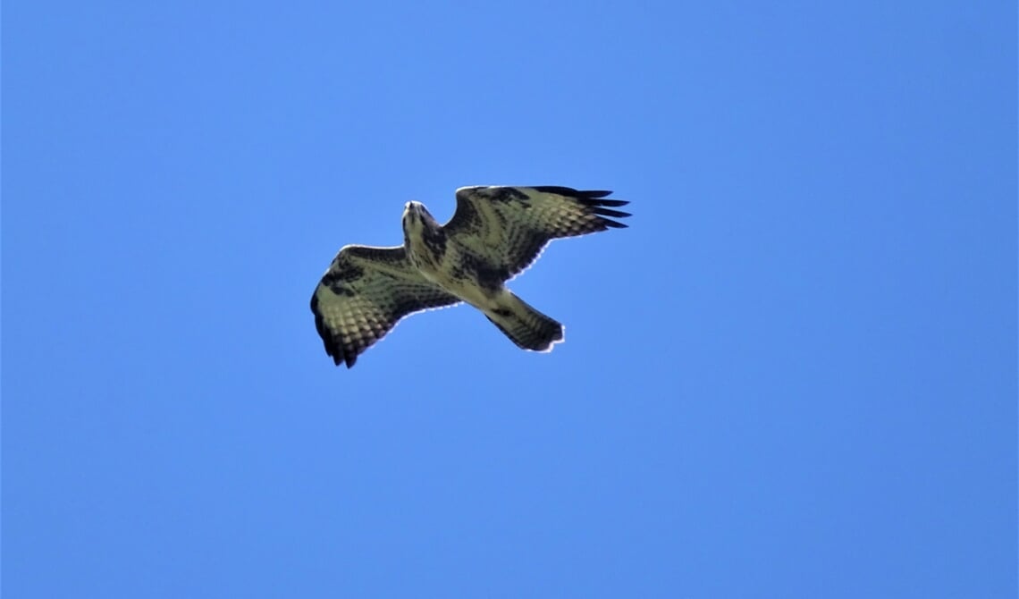 <p>Een buizerd in het Rooise luchtruim.</p>