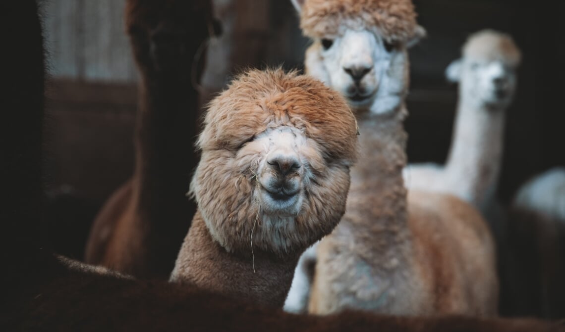 Alpaca: een niet alledaags huisdier