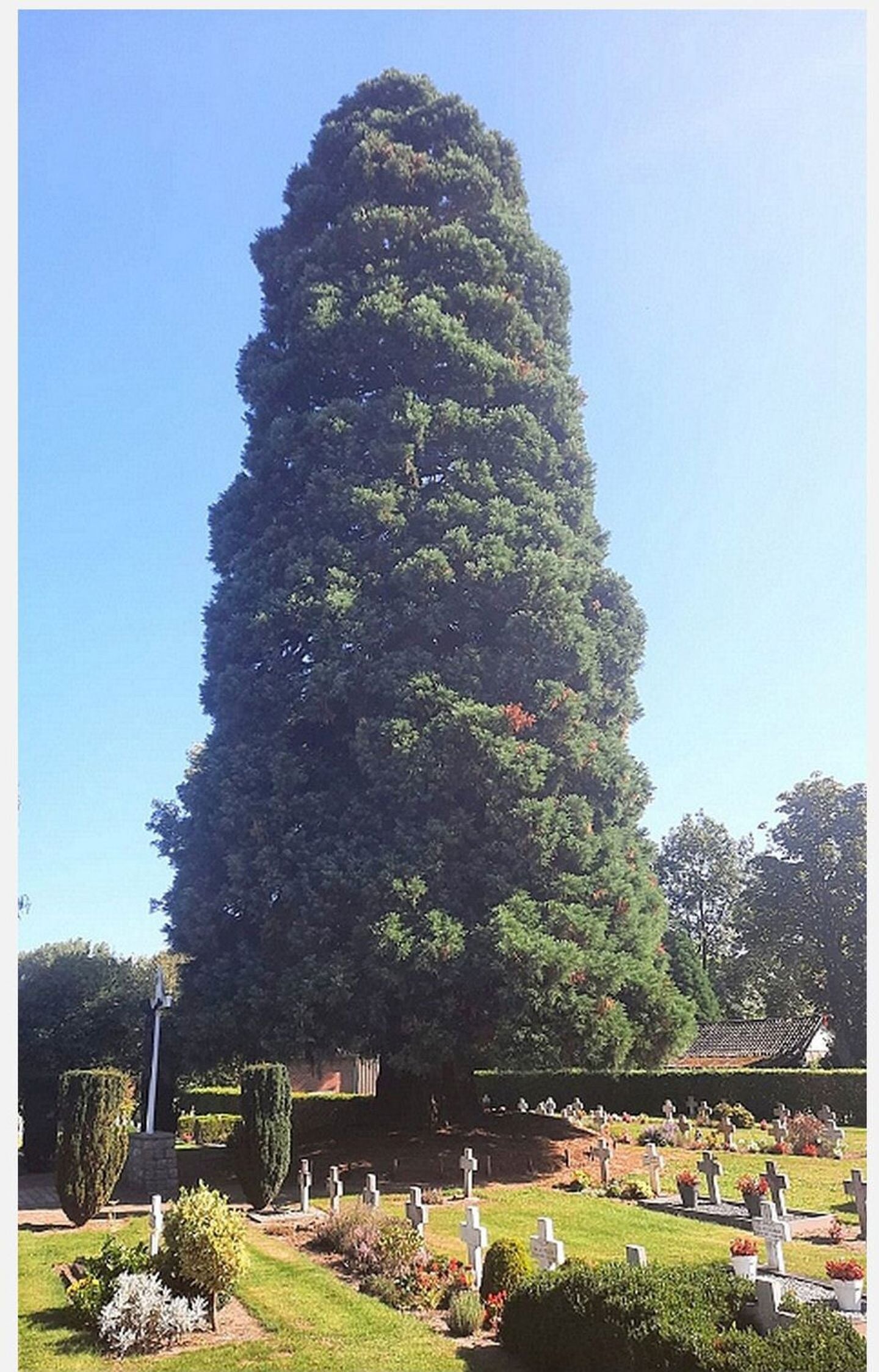 De winnende boom in Boskant Sequoiadendron giganteum 