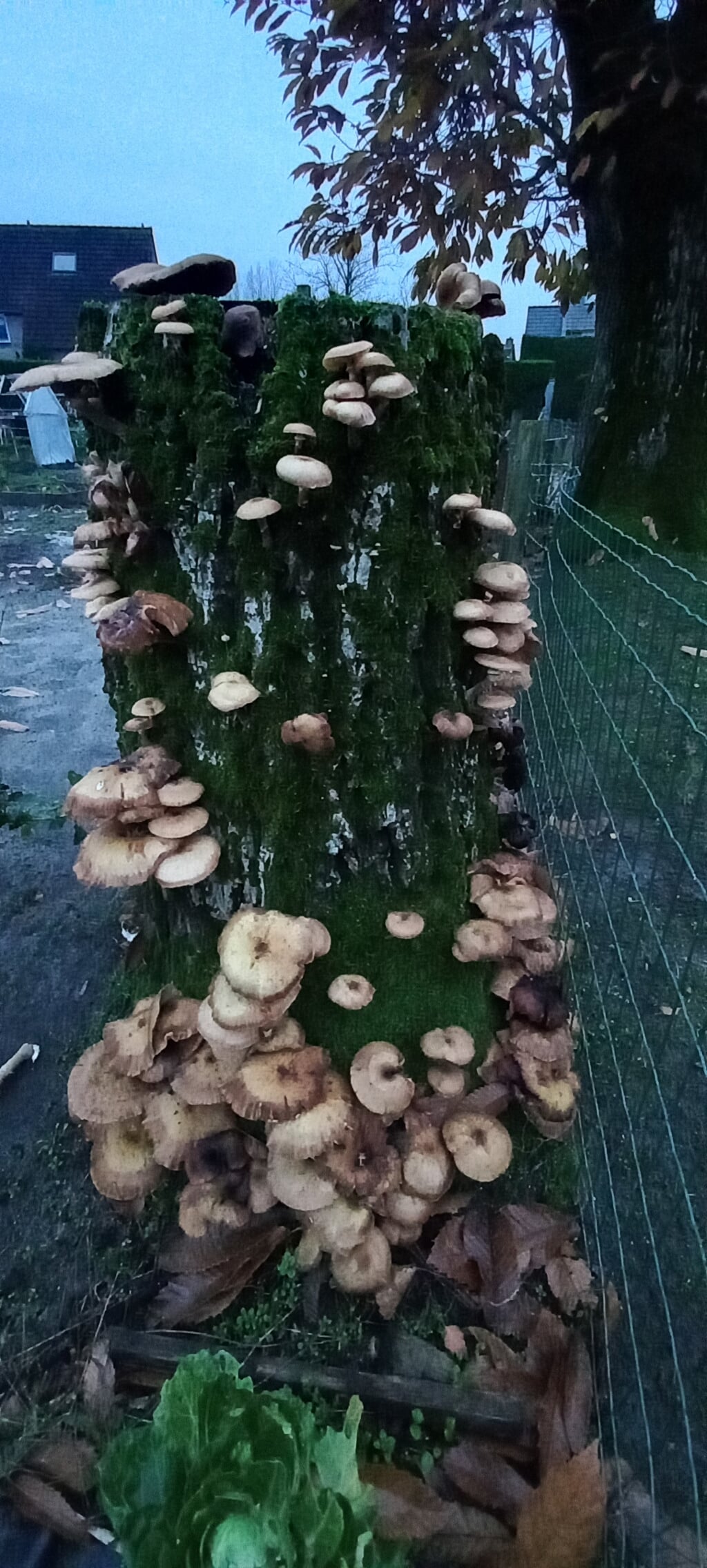 De paddenstoelen schieten uit de grond