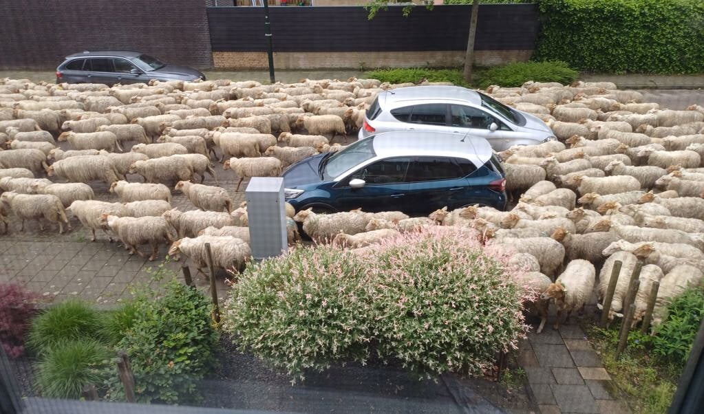 Een hele kudde schapen in de straat.