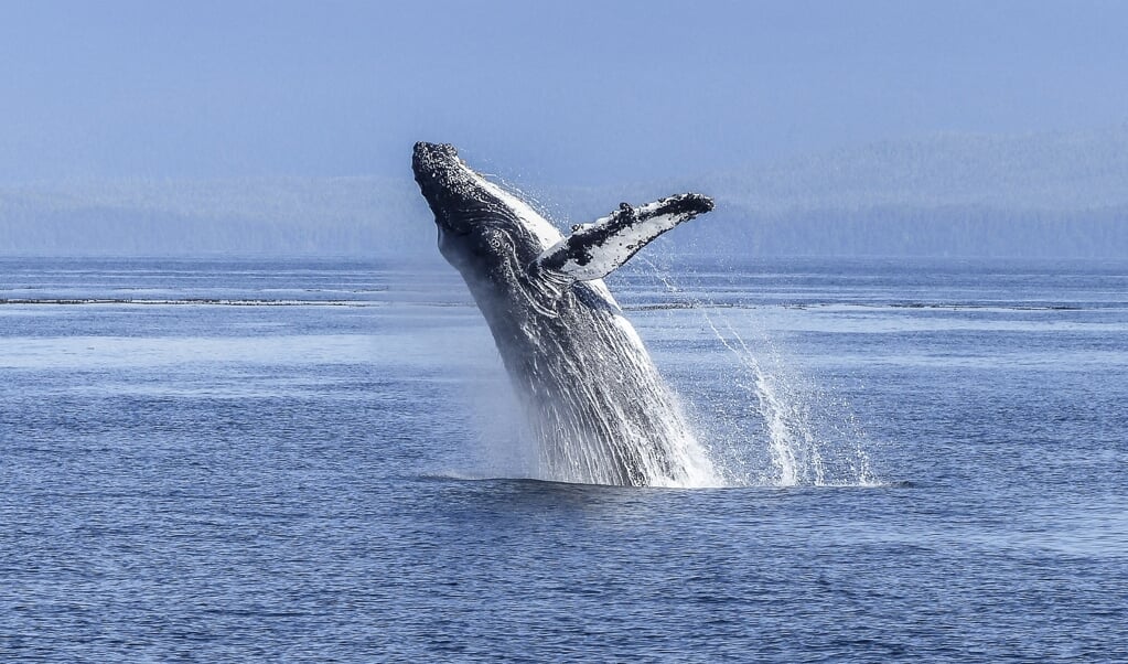 Een bultrug is een baleinwalvis. Deze walvissoort is de grootste diersoort op aarde. ( beeld pixabay)