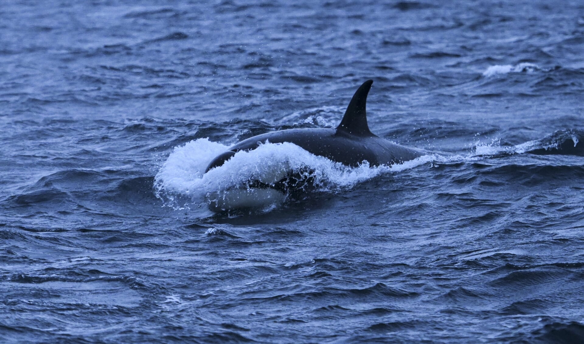Een orka (niet Tahlequah). 