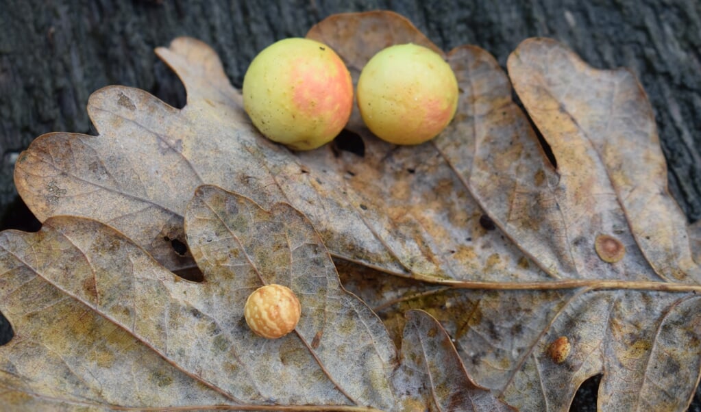 Twee eikenblaadjes met vijf gallen: twee gladde galappels, een ruwe stuitergal en rechtsonder twee lensgalletjes. (beeld Kees de Heer)