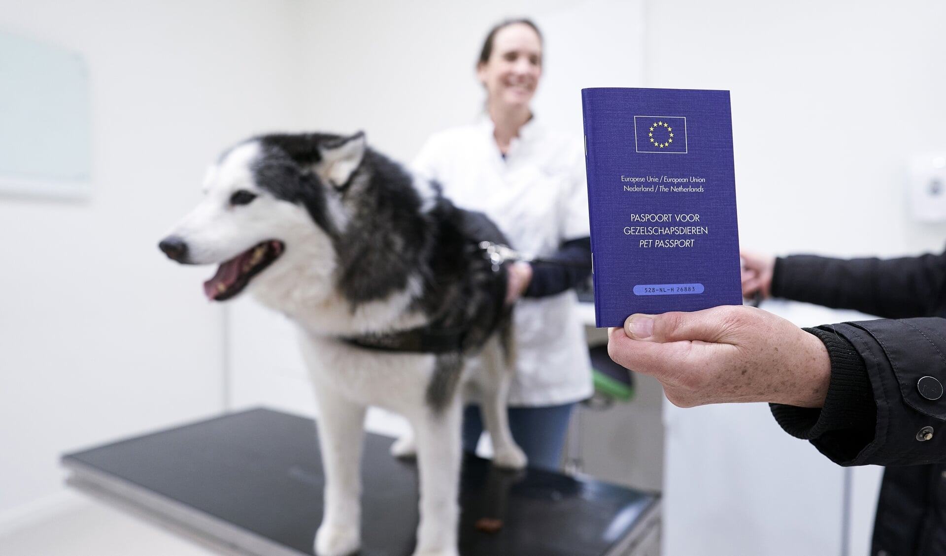 Een hondeneigenaar ontvangt voor haar husky een nieuw hondenpaspoort bij de dierenarts. Vanaf 1 januari 2020 moet elke hond in Nederland een Europees paspoort hebben.