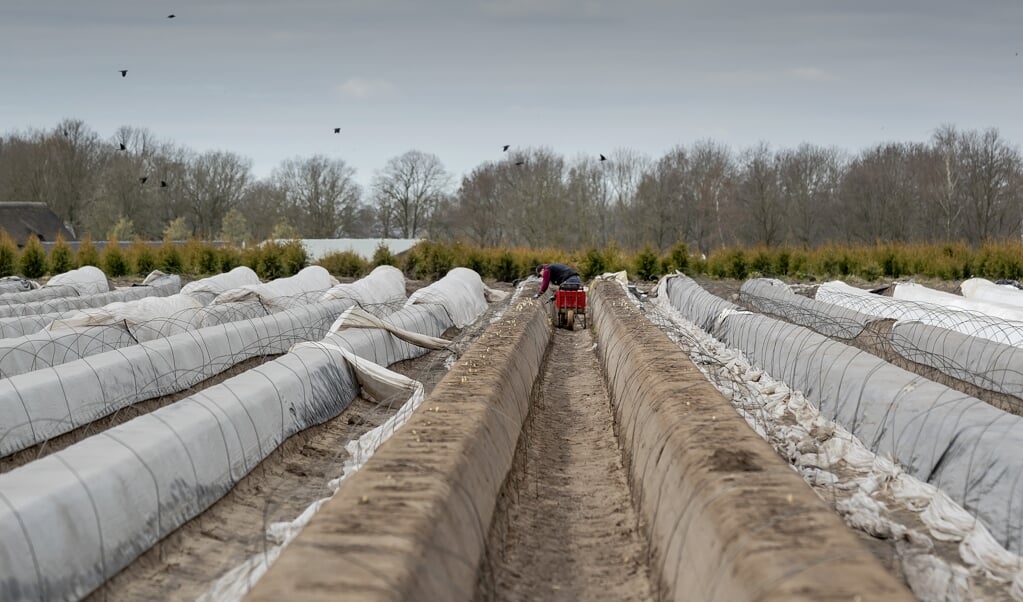 Dit jaar werden asperges veelal niet door seizoensarbeiders uit Polen en Roemenië gestoken, maar door studenten en mensen uit de buurt. (beeld anp / Robin van Lonkhuijsen)