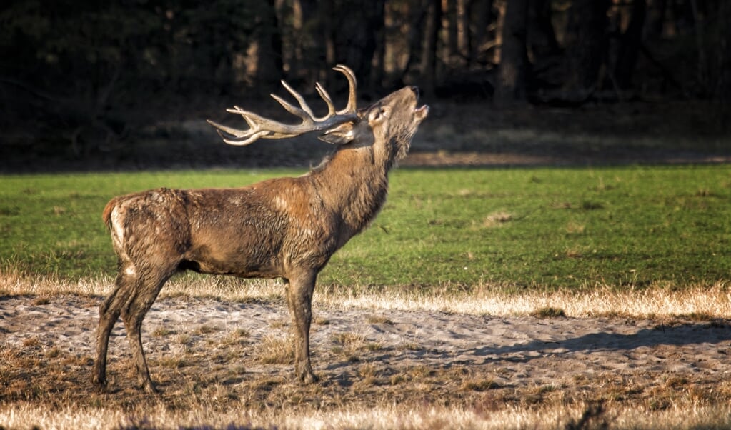 Een edelhert op de Veluwe. Van het edelhert dat al twee jaar in Drenthe verblijft, zijn nog geen foto's. (beeld Andre Brasse)