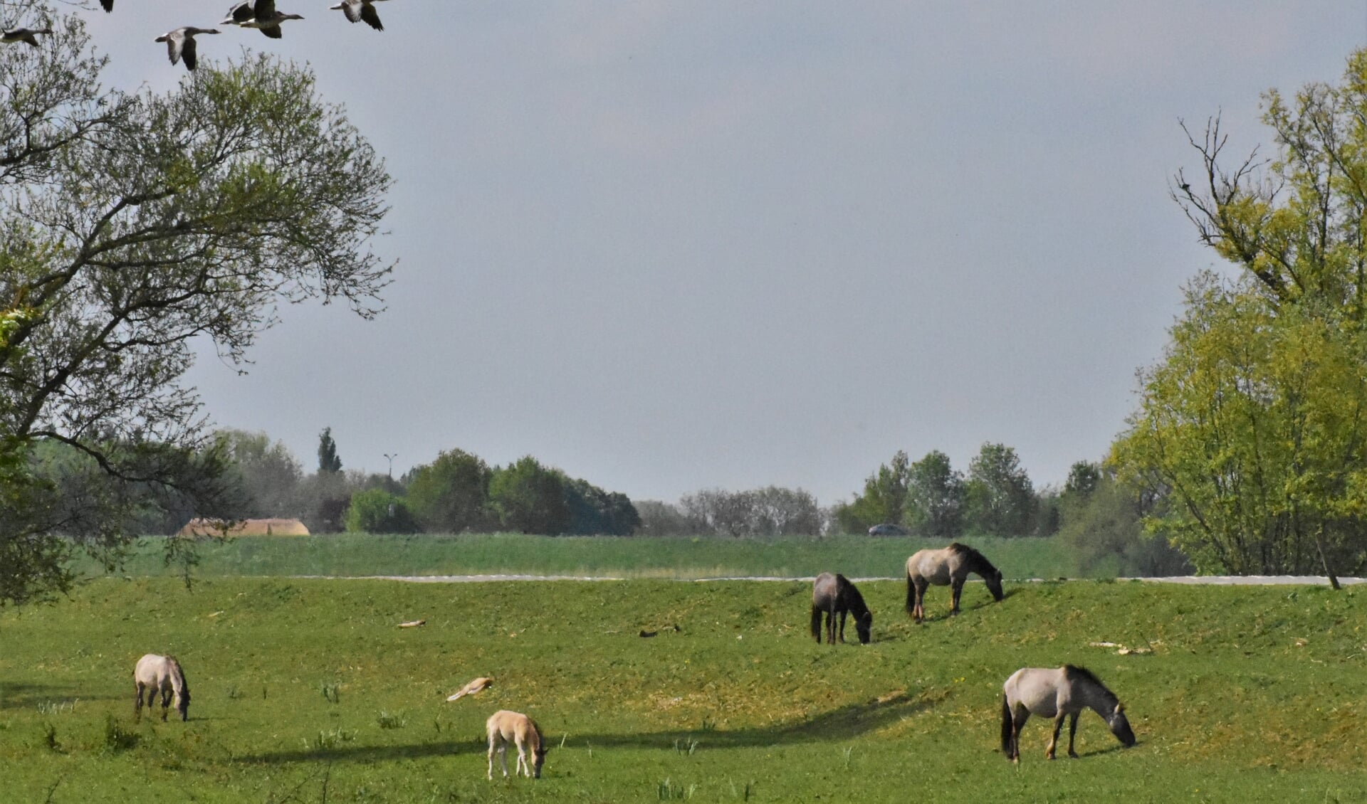 Konikpaarden met veulens in het Munnikenland bij Brakel in het westen van de Bommelerwaard.