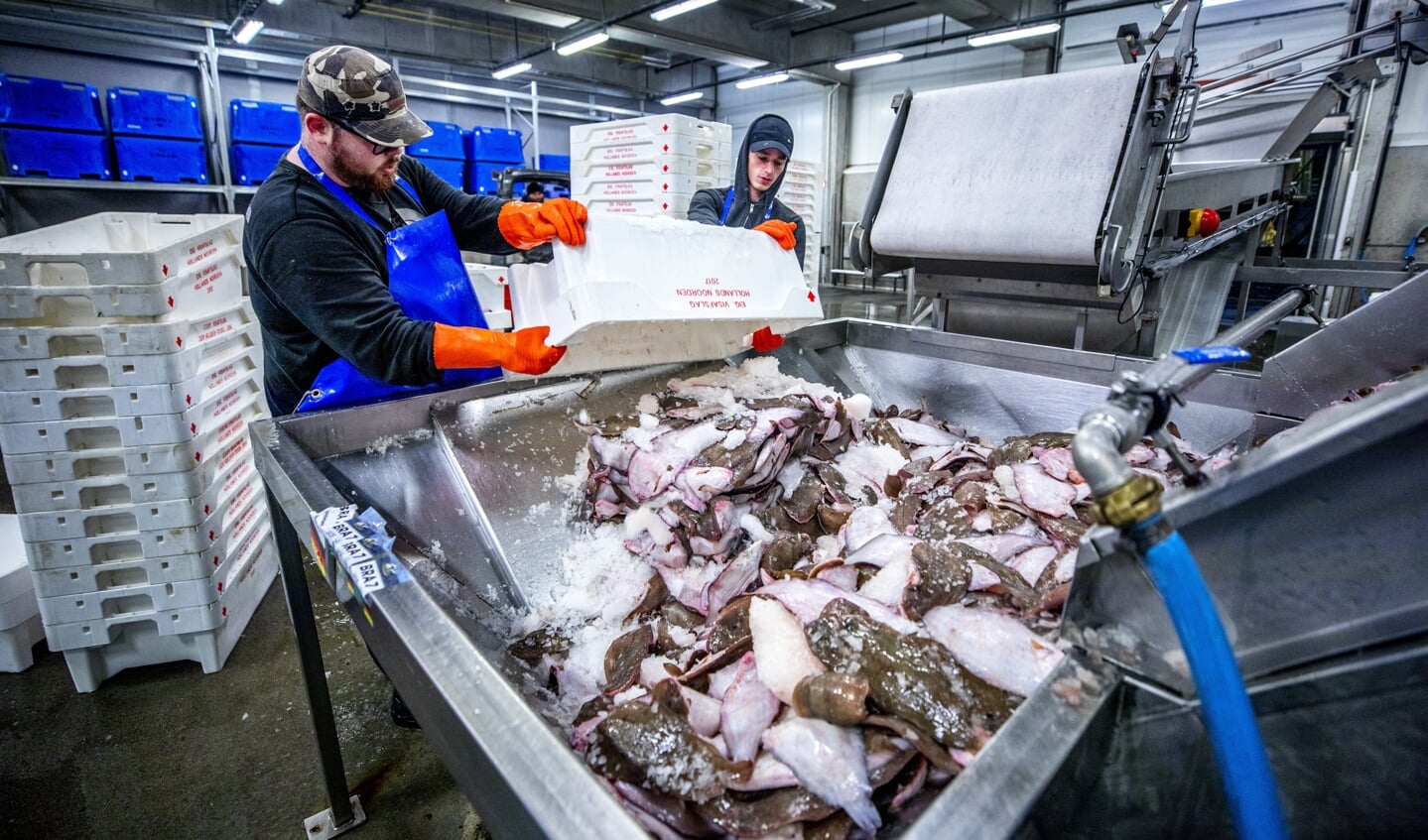 Bij de visafslag in Den Helder wordt vis gesorteerd.