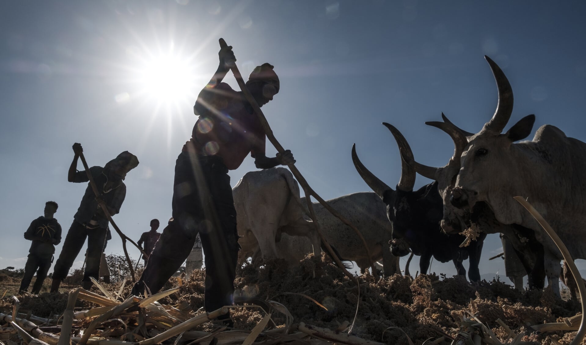 Ethiopische boeren in de door gewelddadigheden en sprinkhanenplagen geteisterde regio Tigray.