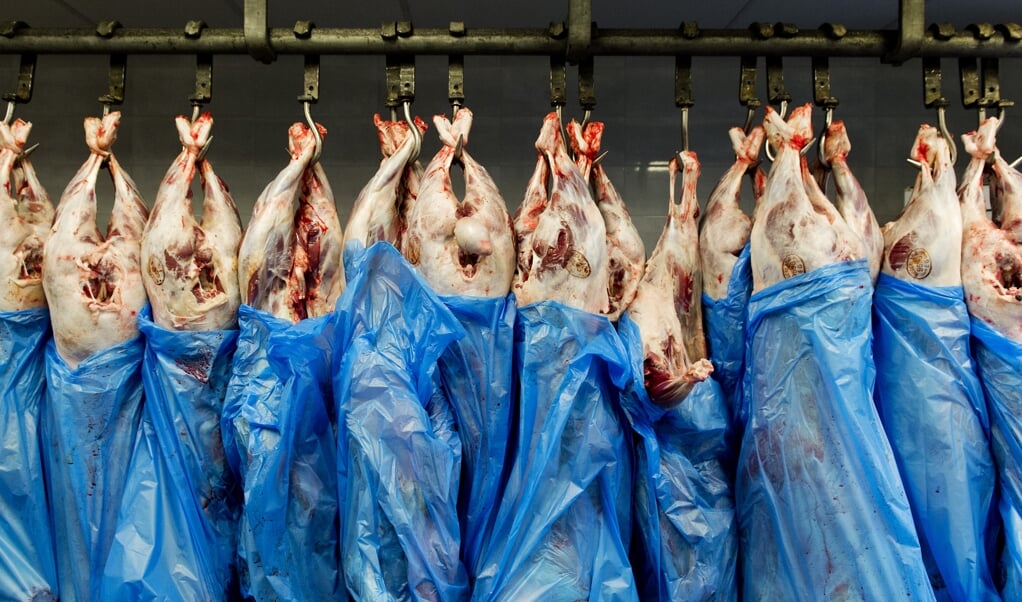 In een slachthuis in Arnhem worden schapen geslacht voor het islamitische Offerfeest. (beeld anp / Koen van Weel)