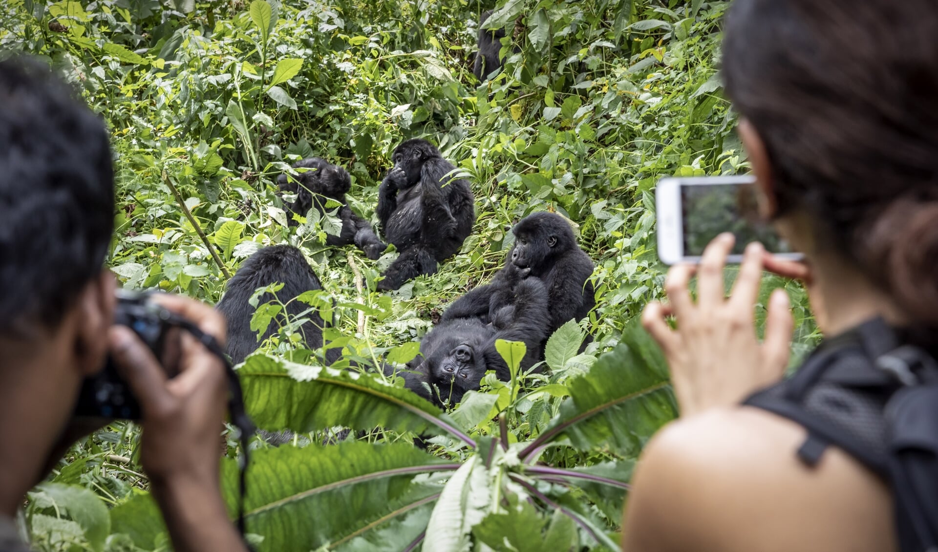 Gorillatoerist is ramp voor Batwa foto