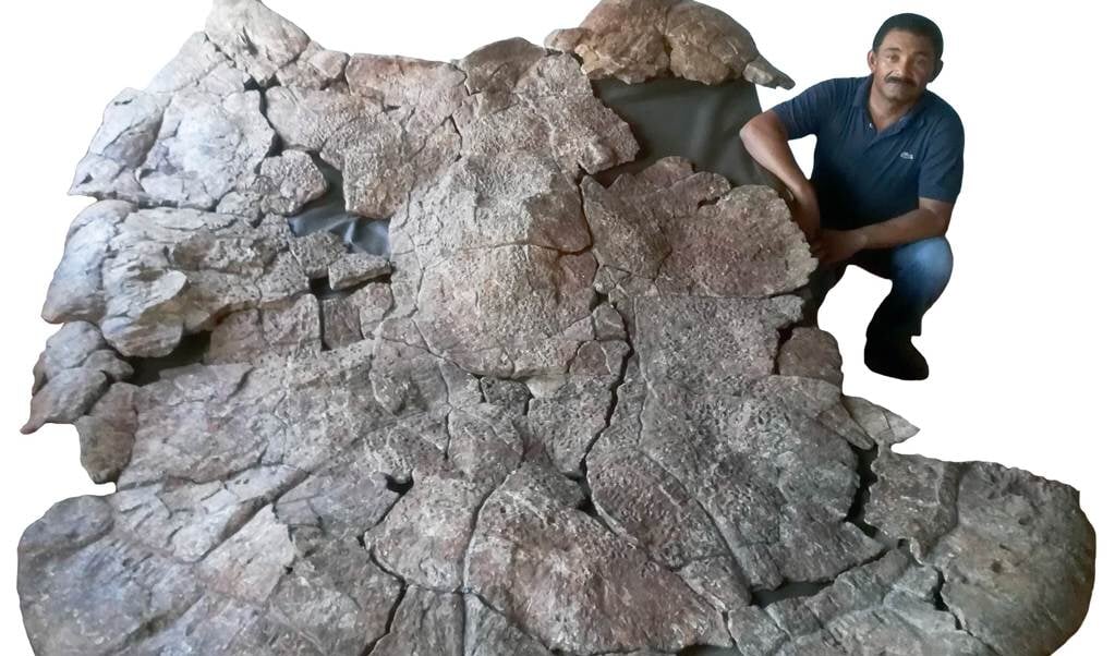 De Venezolaanse paleontoloog Rodolfo Sánchez bij de resten van de Stupendemys geographicus. (beeld )