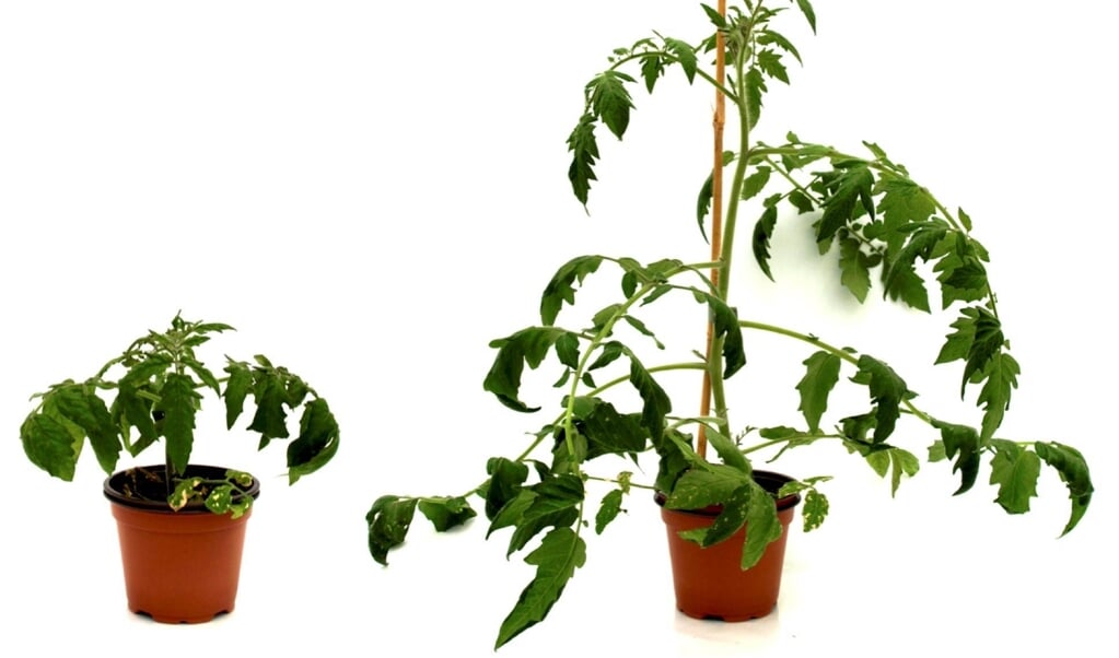 Met het TSWV-virus besmette plant (links) en een gezonde plant. (beeld valencia polytechnic university)