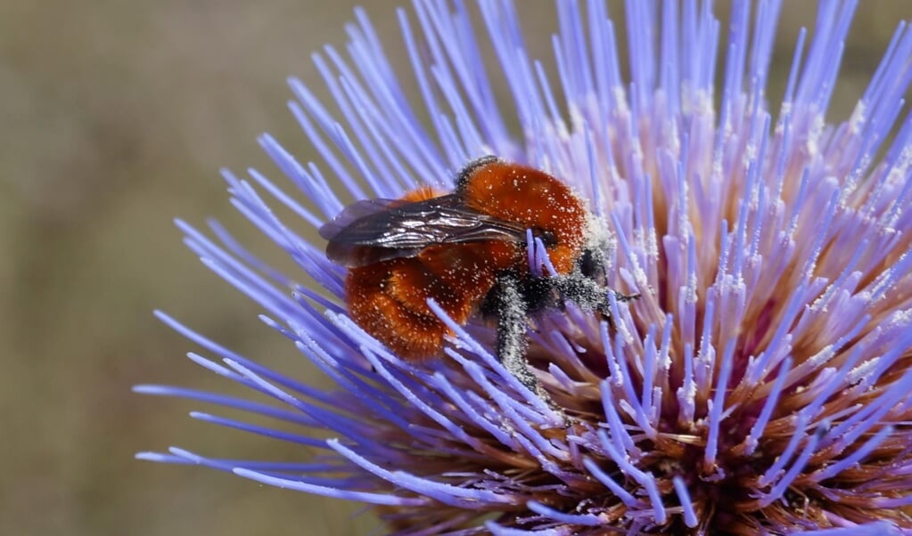 De Bombus dahlbomii, een hommel die voorkomt in het zuiden van Chili en het zuiden van Argentinië, wordt met uitsterven bedreigd. (beeld wikipedia)