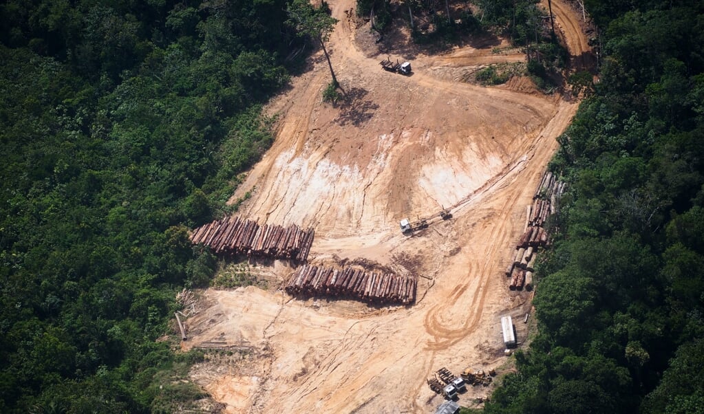 Ontbossing in de Amazone in Brazilië. Volgens Greenpeace gaat het om een illegale vorm van houtkap.  (beeld afp / Raphael Alves)