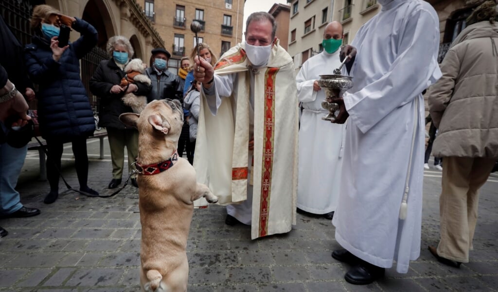 4 oktober is het wereldwijd dierendag. Maar vooral in Spanje en Italië kennen ze nóg een dag om huisdieren een extra knuffel te geven. Op 17 januari, de naamdag van de heilige Antonius, kunnen mensen daar hun hond of kat meenemen naar de kerk om ze door de priester te laten zegenen. Zoals hier op de foto in Pamplona in het noorden van Spanje. Want Franciscus van Assisi, wiens naamdag niet toevallig 4 oktober is, mag dan beschermheilige van de dieren zijn, Antonius is dat evenzeer. De kluizenaar, geboren in 251 in Egypte, werd bekend door de vele verleidingen die hij had in de eenzaamheid en die hij kleurrijk omschreef als wilde dieren. Hij leefde bovendien als vegetariër. In Italië vinden op 17 januari veel paardenoptochten plaats, zoals in Rome traditiegetrouw langs de Sint Pieter. Overigens is Antonius niet alleen de beschermheilige van de dieren, maar ook van de slagers. (beeld epa / Villar Lopez)