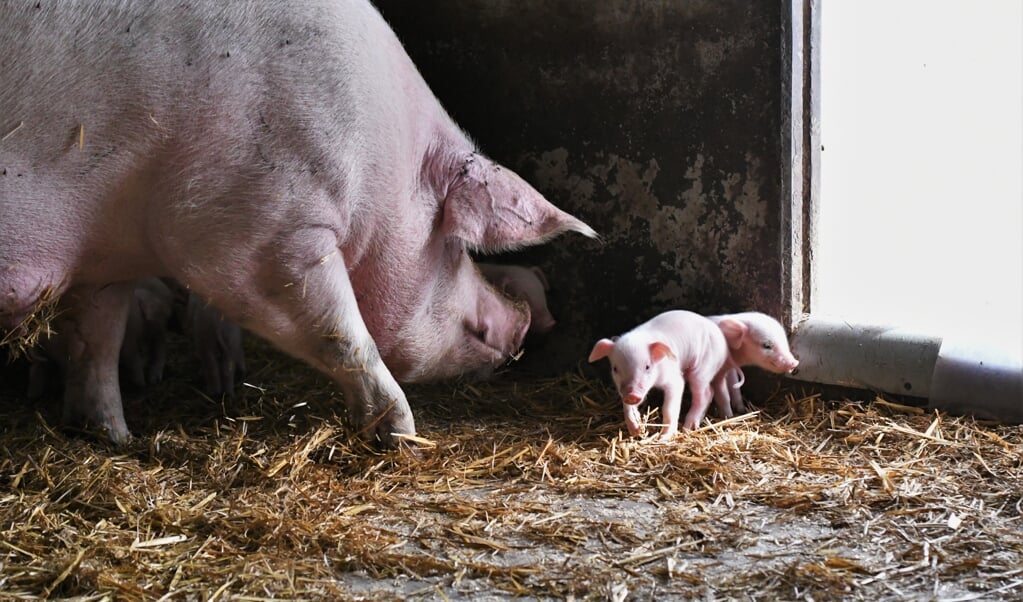 Zonvarken wil een varken fokken dat gezond is en haar biggen goed verzorgt.  (beeld Theo Haerkens)