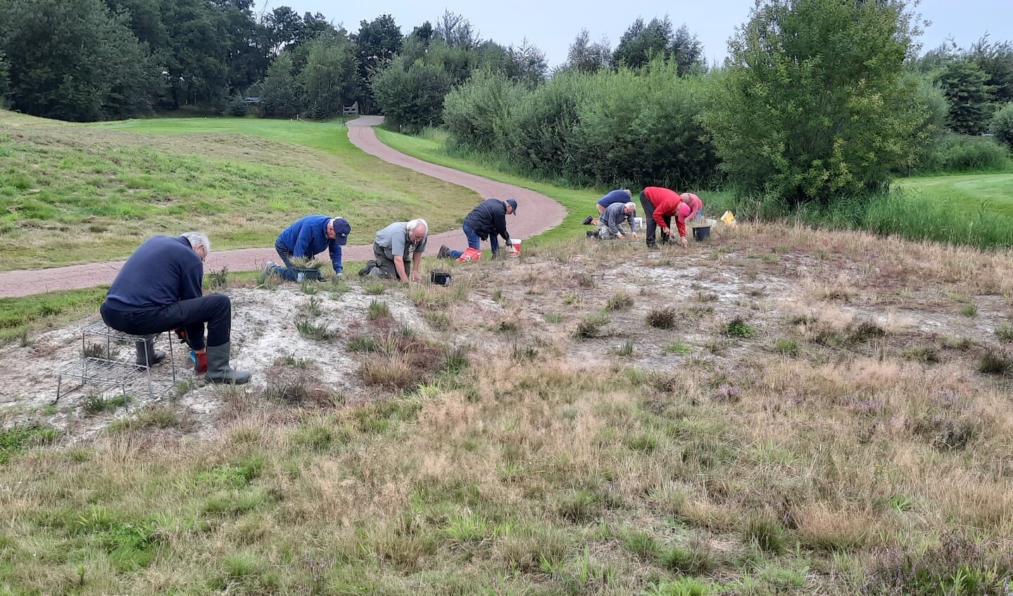 Tien gepensioneerden halen maandelijks het gras weg tussen de heideplanten op de golfbaan.
