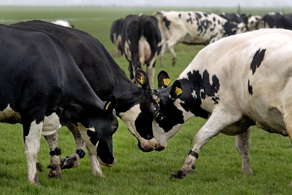 Het opvallendst is dat boeren weinig tot geen fiducie meer hebben in overheidsinstanties. (beeld anp / Olaf Kraak)