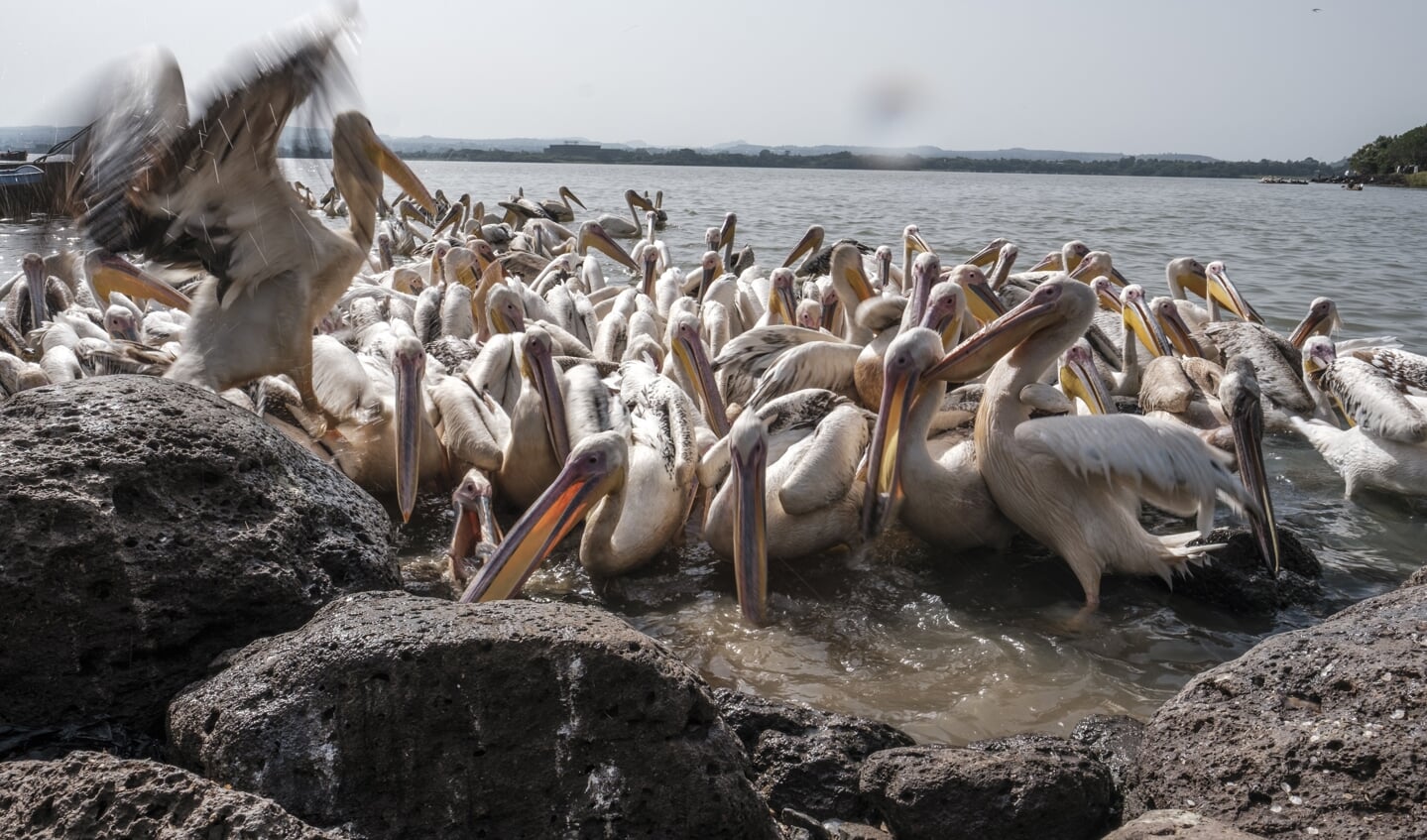 Pelikanen eten vis aan de oever van een meer in Bahir Dar, Ethiopië.