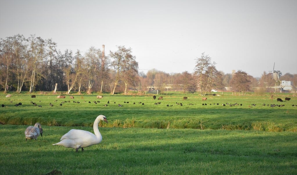 In de Krimpenerwaard wil de provincie Zuid-Holland 2250 hectare natuur creëren. Door het grondwaterpeil niet langer te verlagen, kan de bodemdaling worden afgeremd. (beeld Theo Haerkens )