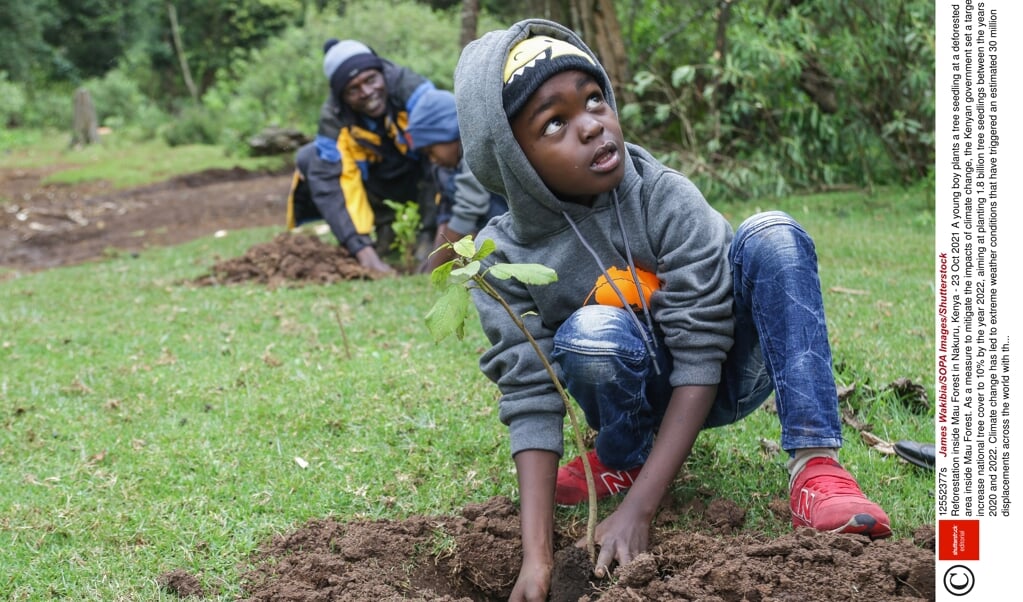 De Rabobank wil kleine boeren bomen laten planten zodat zij extra inkomen krijgen. (beeld anp - hollandse hoogte / James Wakibia)