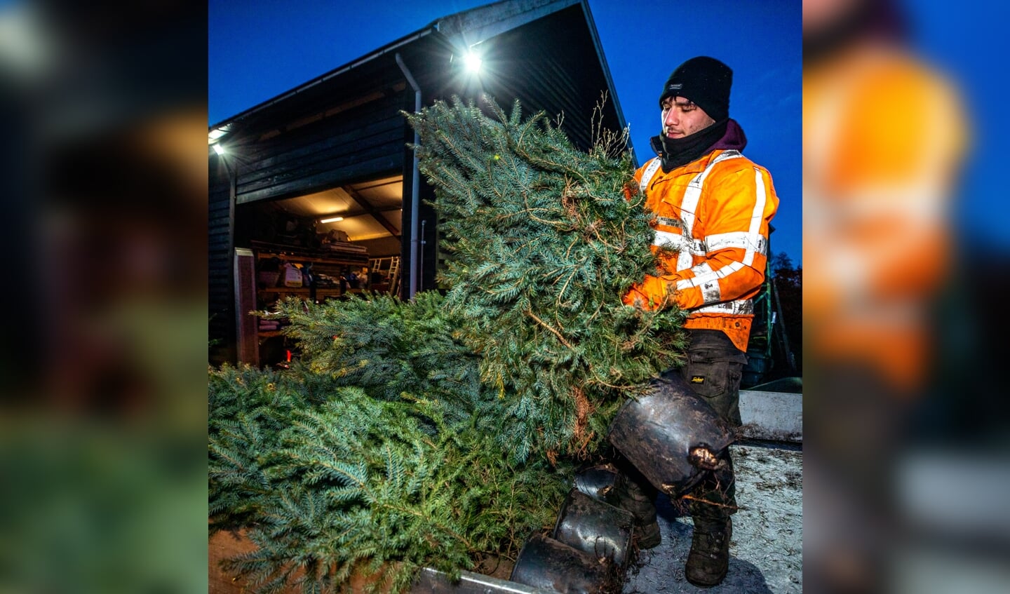 In Achterveld worden kerstbomen van BeterBoompje opgeladen op de aanhangwagen bij de kweker.