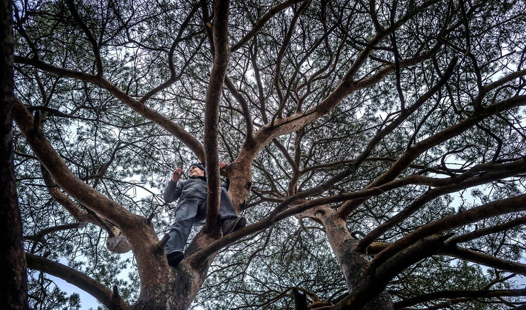 Je beleeft de natuur intenser als je in een boom klimt. Zou het echt?  (beeld Duncan Wijting)