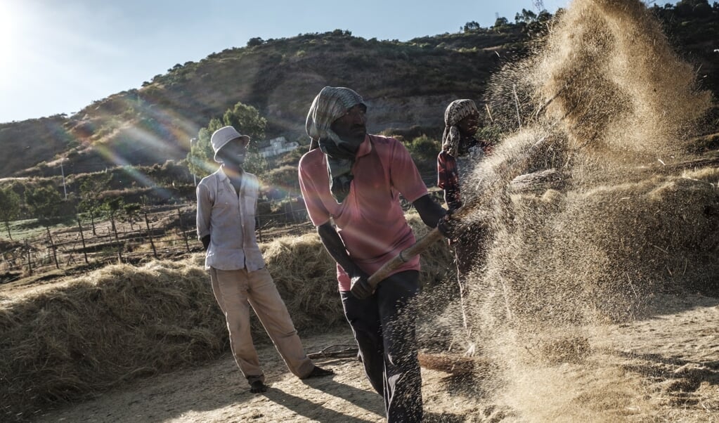 Telers van de graansoort teff, die tegen droogte kan, bij Gondar in Ethiopië, november 2020.   (beeld afp / Eduardo Soteras)