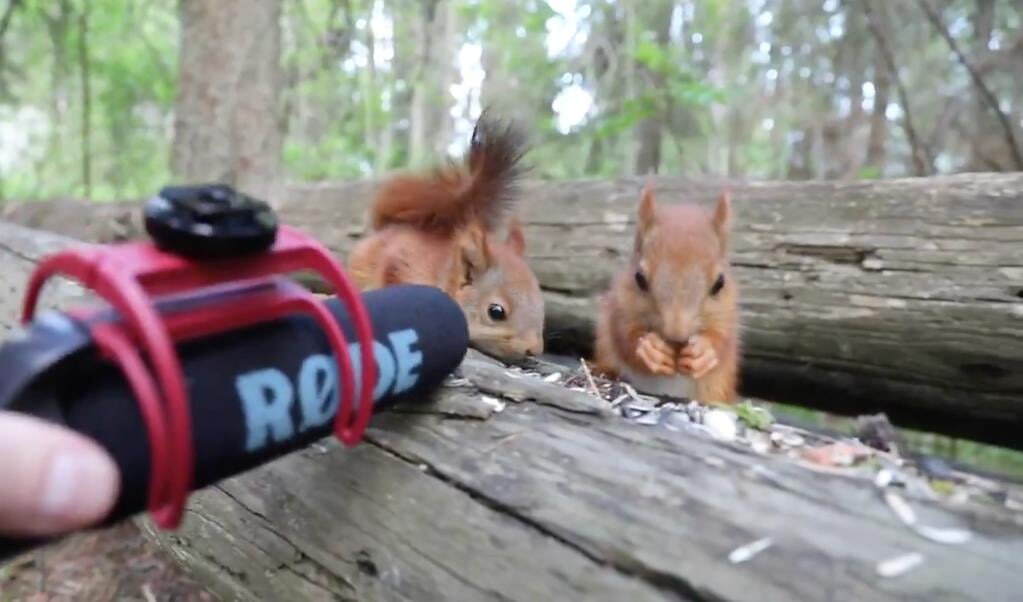 In een korte film volgt Dani Connor twee knabbelende eekhoorns in Zweden.  (beeld Dani Connor)