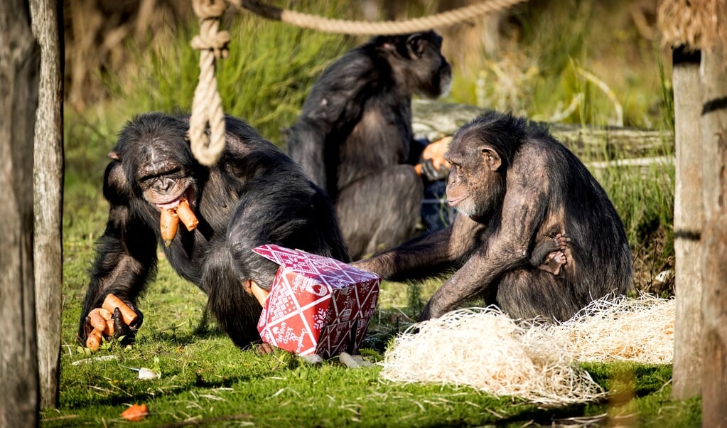 Onderzoek van Frans de Waal naar het gedrag van apen laat zien dat ook in het dierenrijk soms sprake is van empathie en wederkerigheid.  (beeld anp / Koen van Weel)